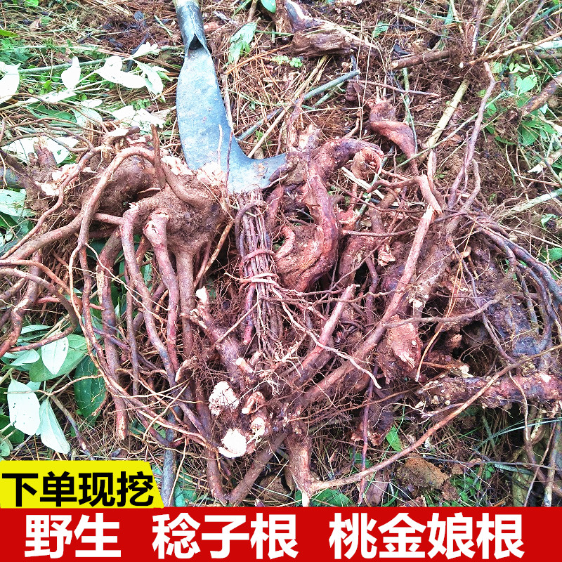 野生山稔根正宗农家自挖新鲜桃金娘根山捻根稔子岗念根当梨根500g