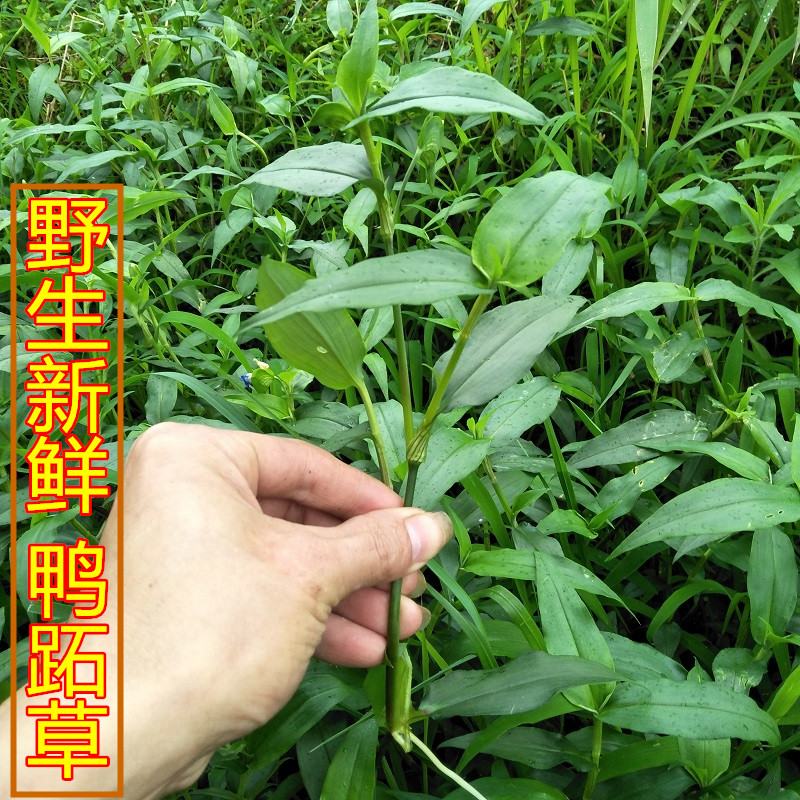 正宗新鲜鸭跖草鸭拓草生翠蝴蝶竹叶菜碧竹子野淡竹叶现采500g新品