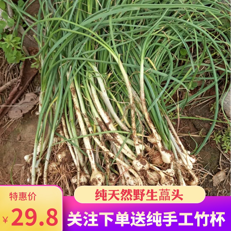 韶关乐昌坪石纯野生藠头新鲜野菜野葱小蒜现挖现发非种植带箱称