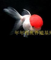 活体金鱼-寿龙睛鎏金蝶尾红狮泰国斗鱼半月马