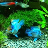 丽丽鱼-丽鱼彩裙鱼虎皮鱼黄蓝曼龙神仙鱼丽丽