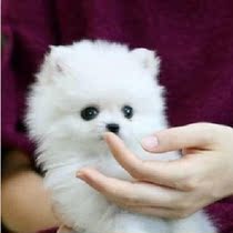 永远长不大的狗,长不大的狗100元以下,长不大