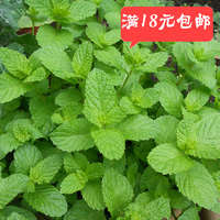 胡椒薄荷小苗-胡椒薄荷种子 进口椒样薄荷Pep