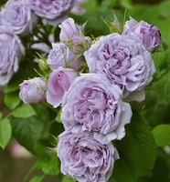 日月青空月季-种 丰花 1年地栽中苗【屋檐的春