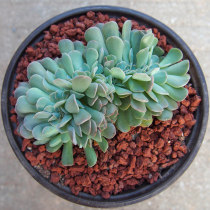 【利比里亚 多肉】_利比里亚 多肉推荐_品牌_