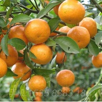 美国柑橘品种-茂谷柑苗美国杂交柑柑桔嫁接果
