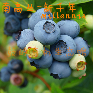 南高丛大果奥尼尔红粉珠宝甜心安娜绿宝石明星蓝莓树苗发货包邮树苗