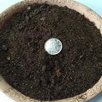 兰进口风信子 水培植物种球 冬季水培土培耐低