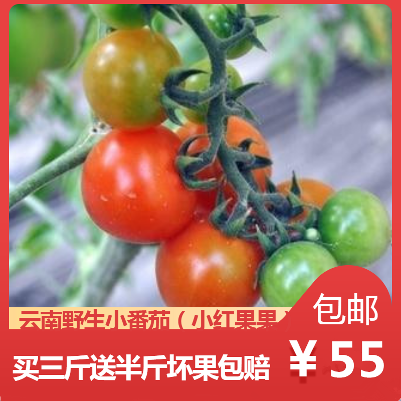 云南临沧特产野生小番茄新鲜小红果果小西红柿生吃酸汤鱼3斤包邮