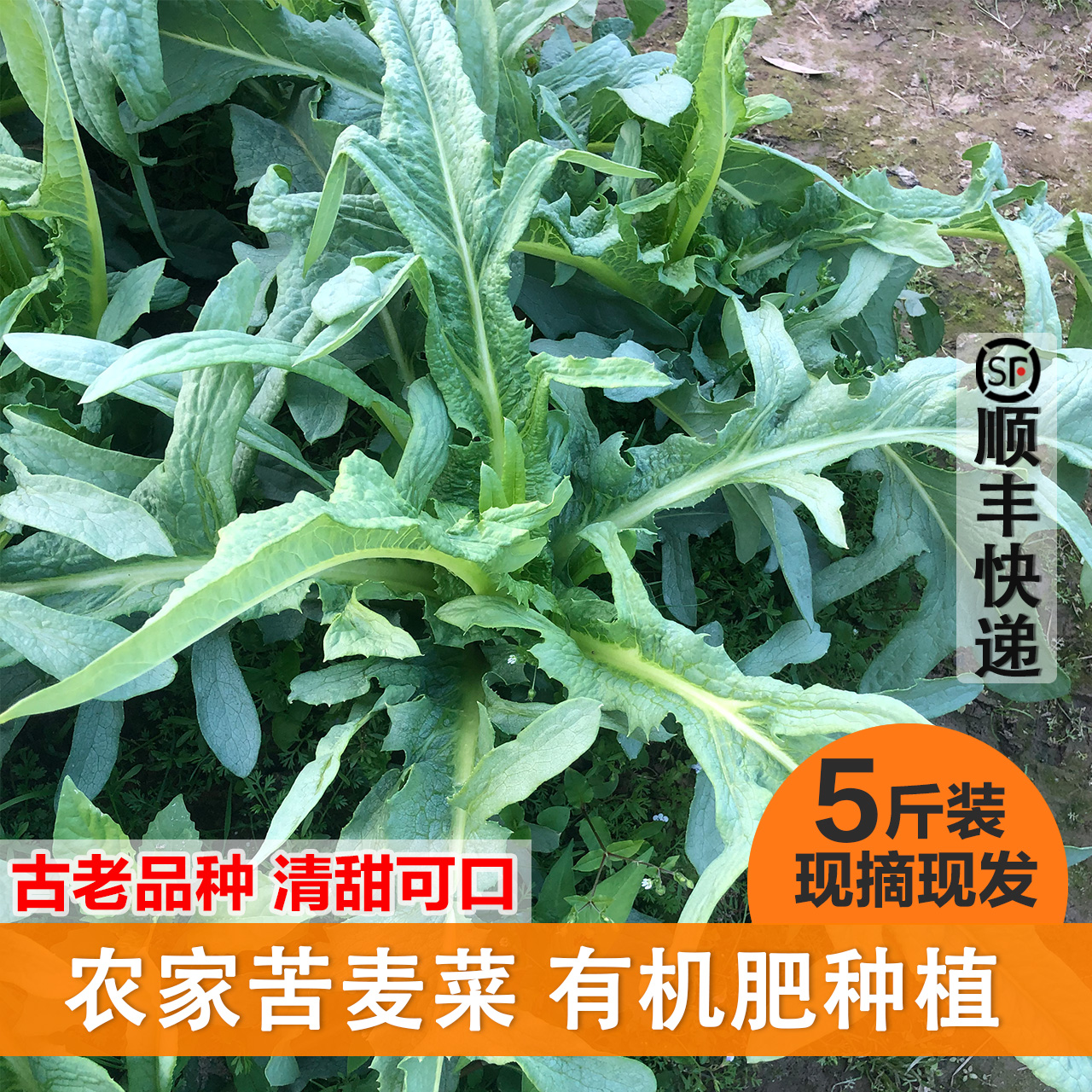 农家苦麦菜 有机肥种植无农药残留