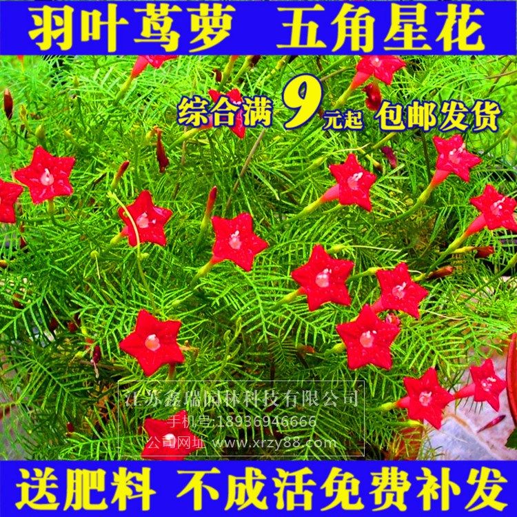 藤蔓爬藤植物花苗羽叶茑萝花种籽子五角星花种子四季易活开花不断
