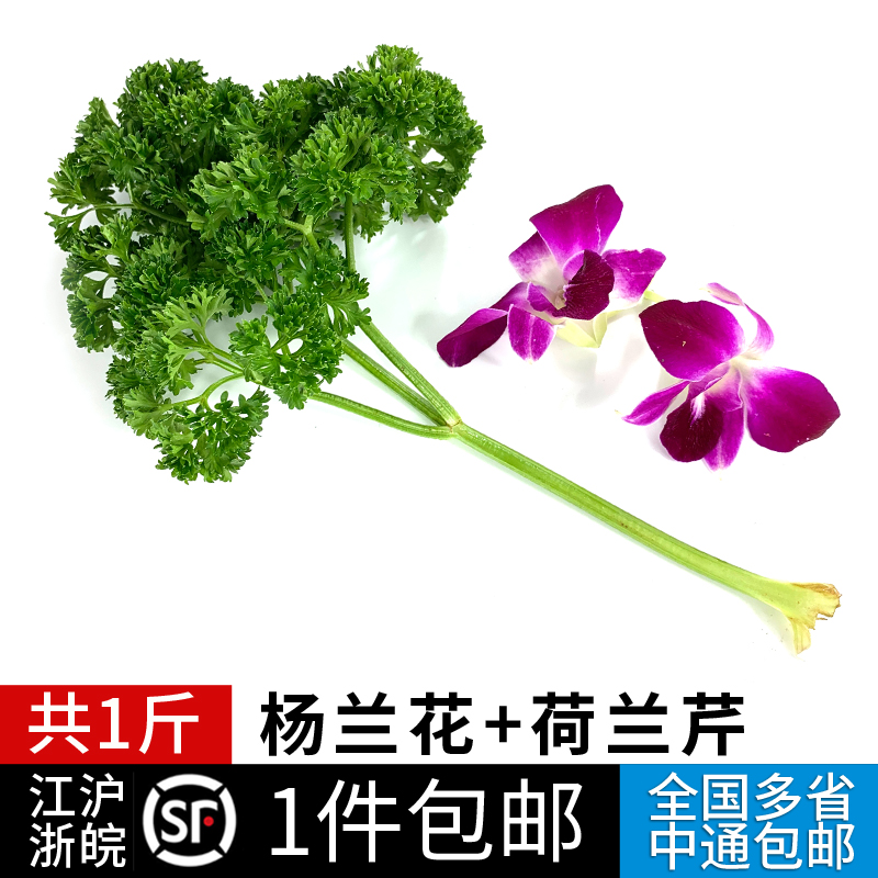 新鲜杨兰花250g 法香荷兰芹250g 洋兰花组合 酒店摆盘装饰花草