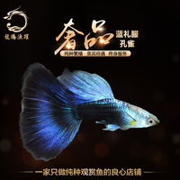 小型热带鱼活体 长尾樱桃灯鱼 草缸淡水新手宠