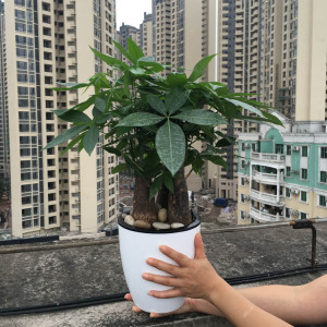 室外植物真的好吗 哪里买便宜价格