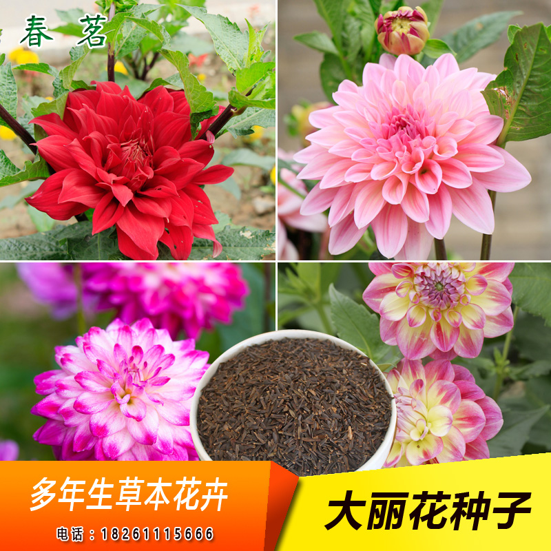 大丽花种子 别名 大理花 天竺牡丹 东洋菊 大丽菊 家居饰品