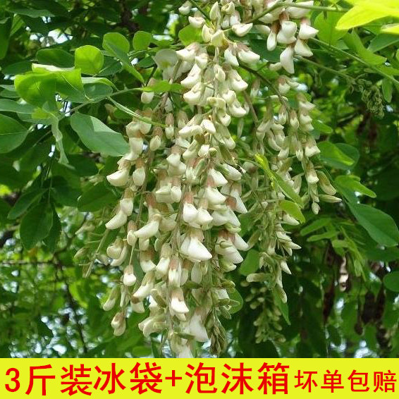 鲜洋槐花种植|鲜洋槐花做法|鲜洋槐花食谱|功效