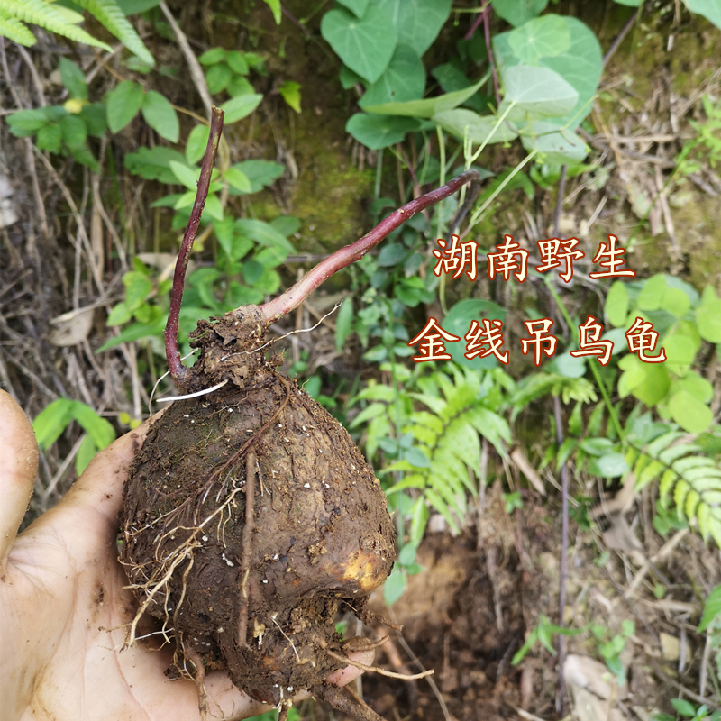 湖南野生金线吊乌龟中药材头花千金藤白药子草药种苗根块新鲜现挖