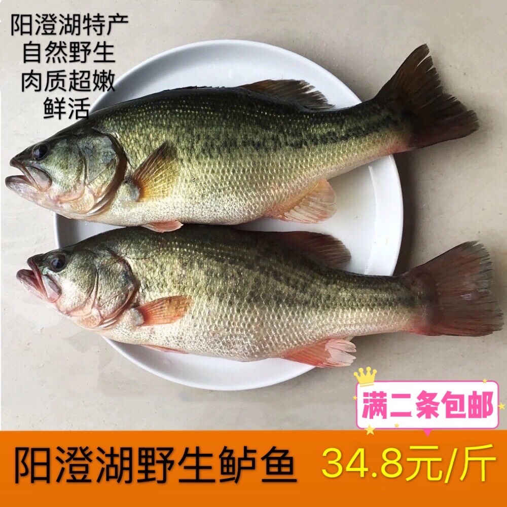 阳澄湖特产鲈鱼野生淡水鲈新鲜河鲈1斤活鱼花鲈非海鲈鱼细嫩鲜