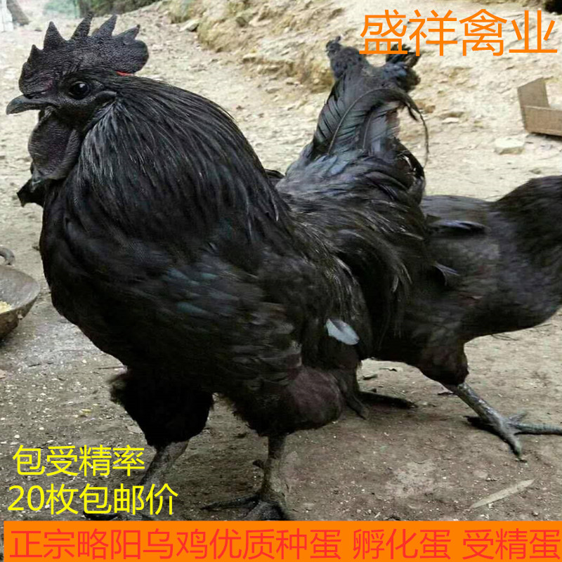 纯种略阳大型品种乌骨鸡种蛋受精蛋一代原鸡五黑鸡可孵化乌鸡20枚