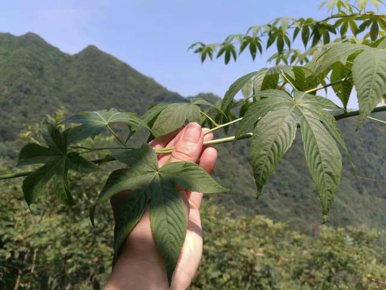 广西大瑶山纯天然野生甜茶 刺茶天然刺儿茶新茶无糖茶100g包邮