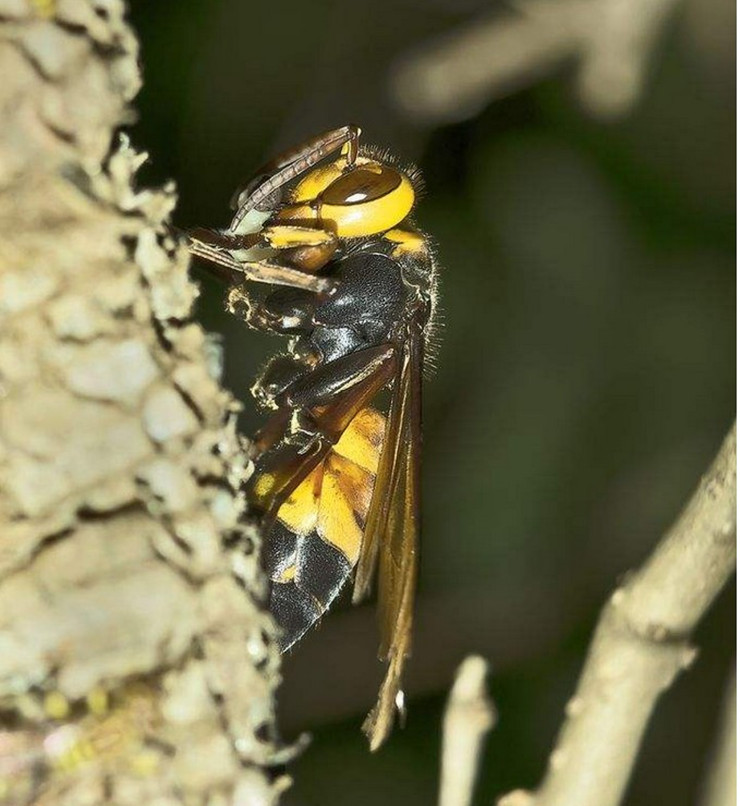 野生胡蜂地雷蜂黄蜂马蜂虎头蜂泡酒料蚂蜂地雷蜂活体新鲜蜂蛹包邮