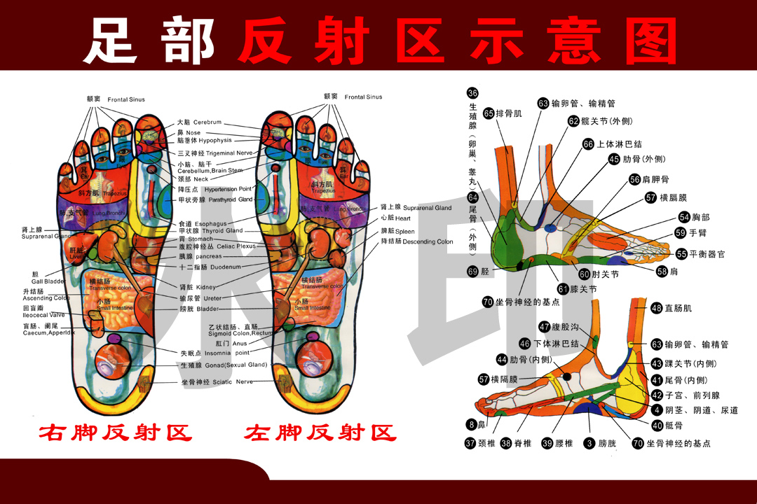 中医养生馆足部反射区示意图挂图海报足疗店足部按摩经络穴位图片