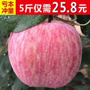 新鲜苹果水果山东烟台栖霞红富士特产不打蜡生鲜平果5斤包邮吃的红富士
