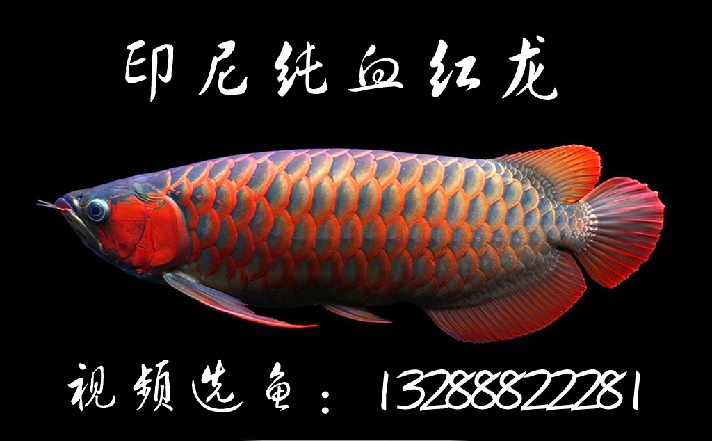 共32 件热带鱼红金龙鱼苗相关商品