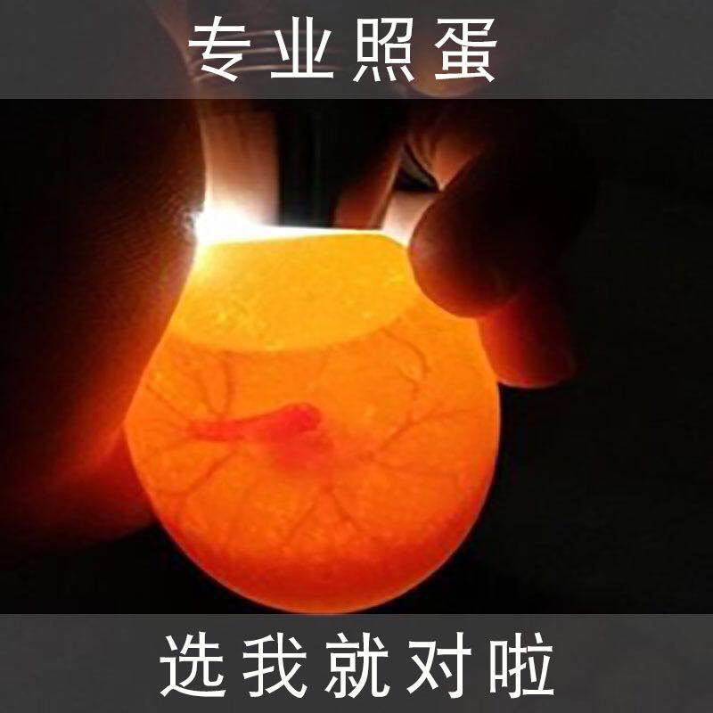 专用照蛋器led冷光强光手电筒小鸡鸭鹅鸽子鹌鹑验蛋器检查受精蛋