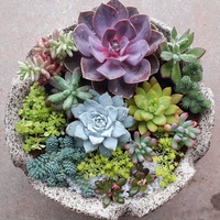 紫羊绒法师系多头群生大老桩25cm多肉植物绿