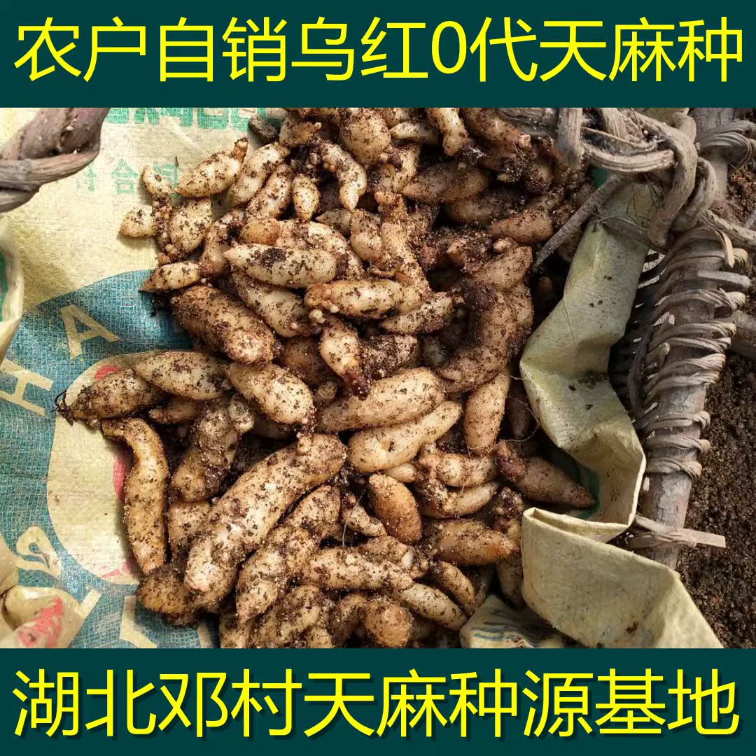 农户直销天麻种植苗湖北天麻种子蜜环菌菌种乌红0代种苗包邮