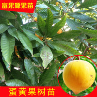 蛋黄果树苗鸡蛋果树苗-进口水果树苗 鸡蛋果苗