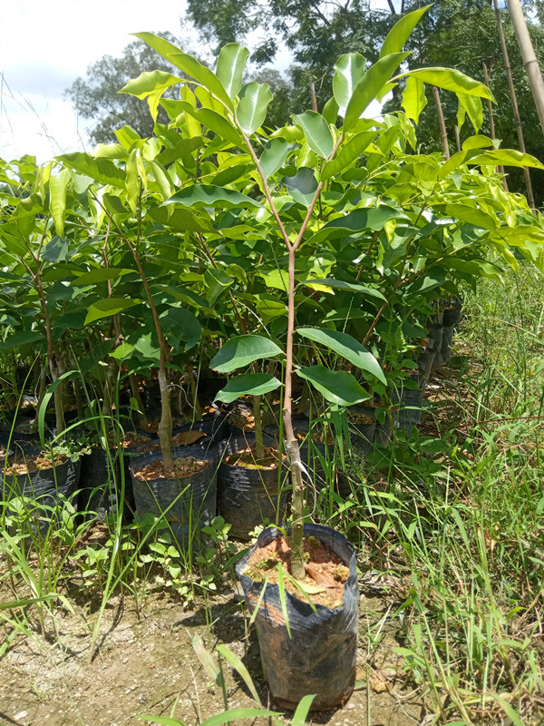 沉香树苗嫁接棋楠树苗植物绿奇楠苗一代嫁接苗名贵植物盆栽风景树