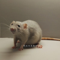 家养龙猫活体宠物幼崽 深咖米色标灰粉白银斑