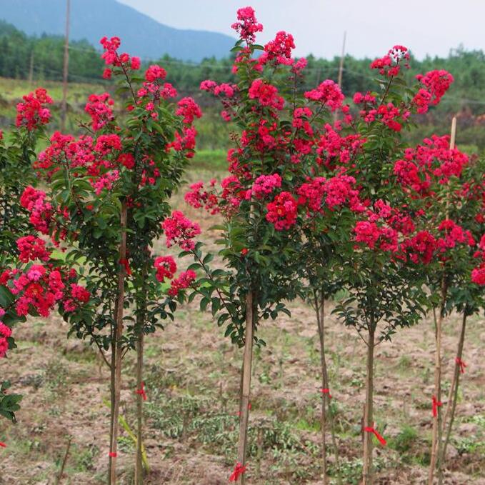 紫微花苗四川红花紫微树苗国旗红紫薇百日红庭院绿化苗木当年开花