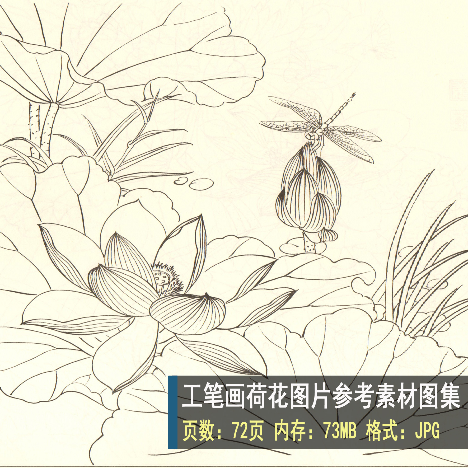 831 高清白描花卉图片素材 白描荷花线稿作品参考素材 设计素材