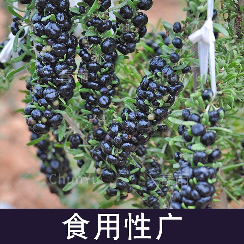 野生黑枸杞种籽苗苟杞四季春季春播夏农家草药材蔬菜蔬莱