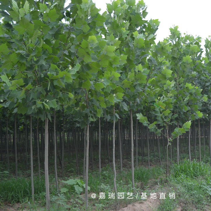 共100 件中国梧桐树苗相关商品