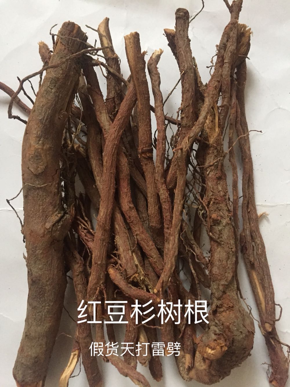 红豆杉树苗根正宗干树根含紫杉醇南方野生老树根中药材品质保证