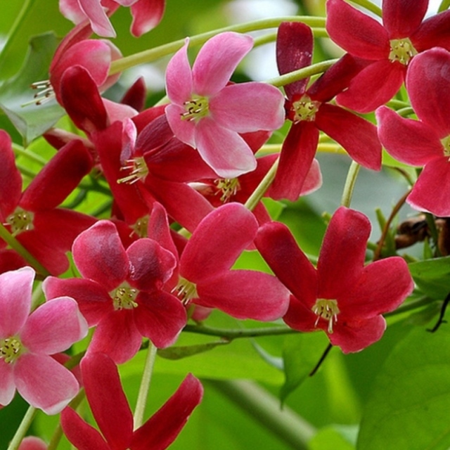 热销爬藤植物攀爬植物水君子花吏君子花苗紫藤花苗使君子盆栽四季