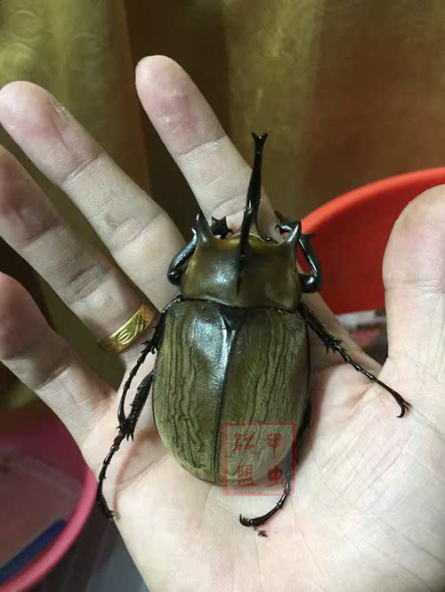 盖亚斯毛象大兜虫l3龄幼虫成对一公一母活体促销甲虫独角仙包邮