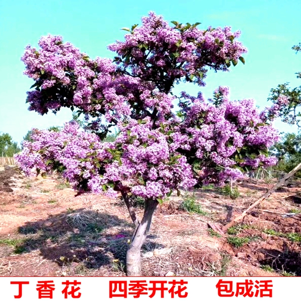 共131 件四季丁香花树苗相关商品