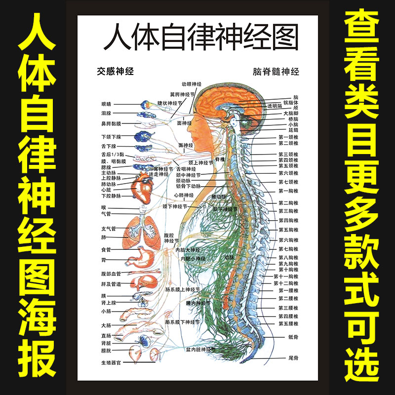中医养生人体自律神经图中医馆理疗写真海报kt版挂画宣传挂图1100