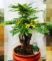 长青好养-长青万年青室内好养净化空气吸毒去