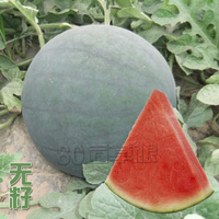 正宗麒麟瓜 早佳8424西瓜种子 无籽西瓜种子 黄