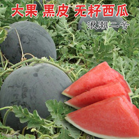 正宗麒麟瓜 早佳8424西瓜种子 无籽西瓜种子 黄