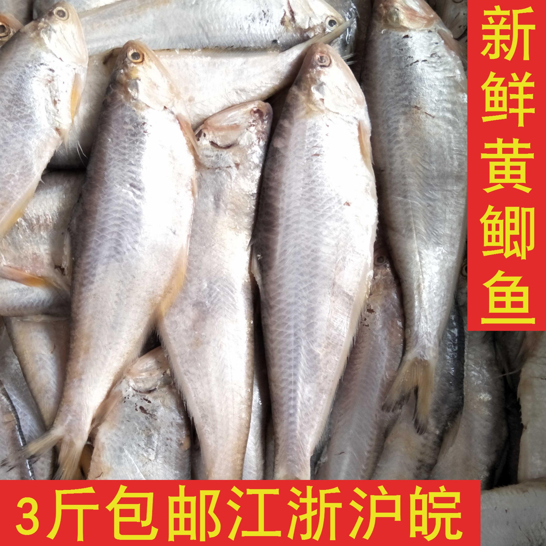 连云港赣榆新鲜黄鲫子鱼黄鲫鱼非油炸黄尖鱼烤子鱼海鲜500克