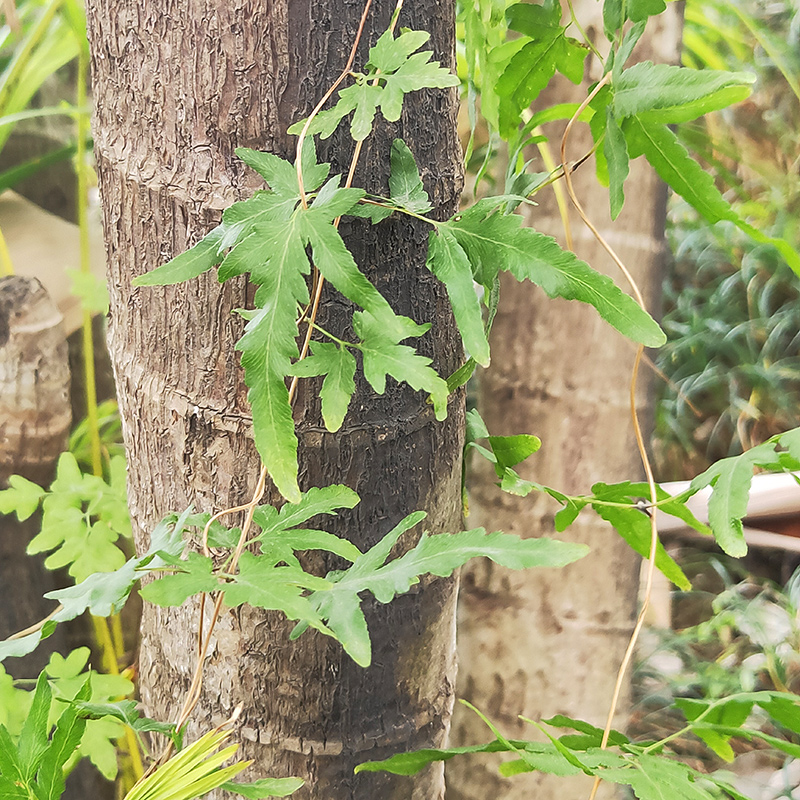 野生海金沙藤草排化结石茶新鲜叮咚芼左转藤竹园荽铁线藤500g包邮