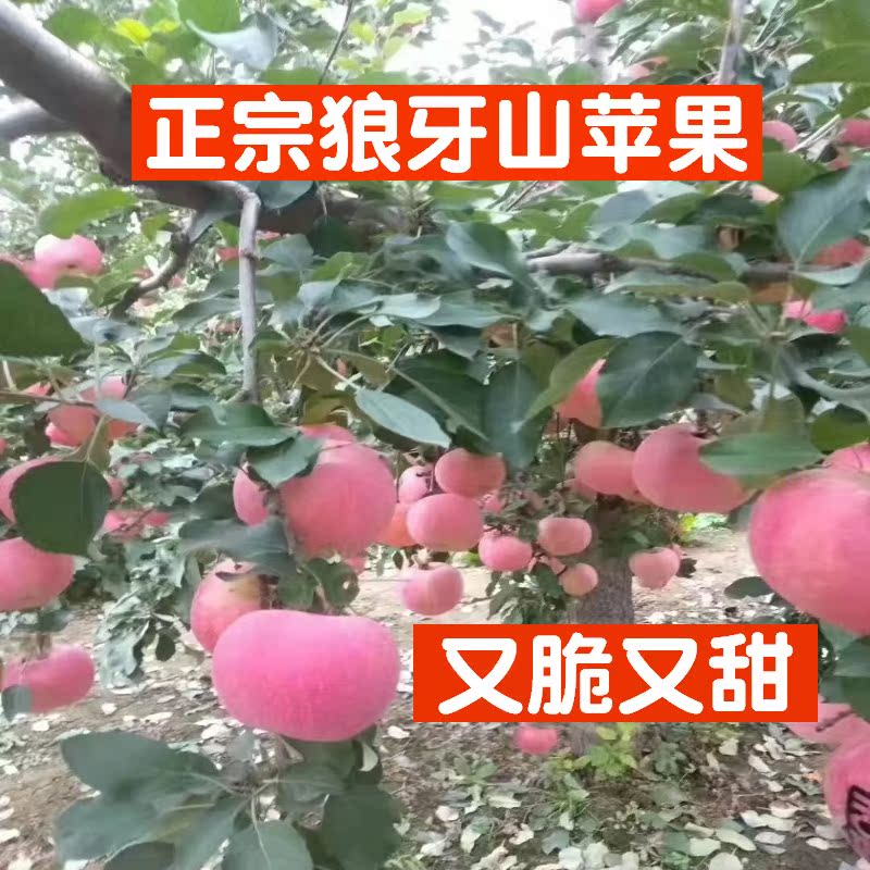 5斤狼牙山苹果红富士苹果易县牛岗苹果脆甜口感不满意随时退