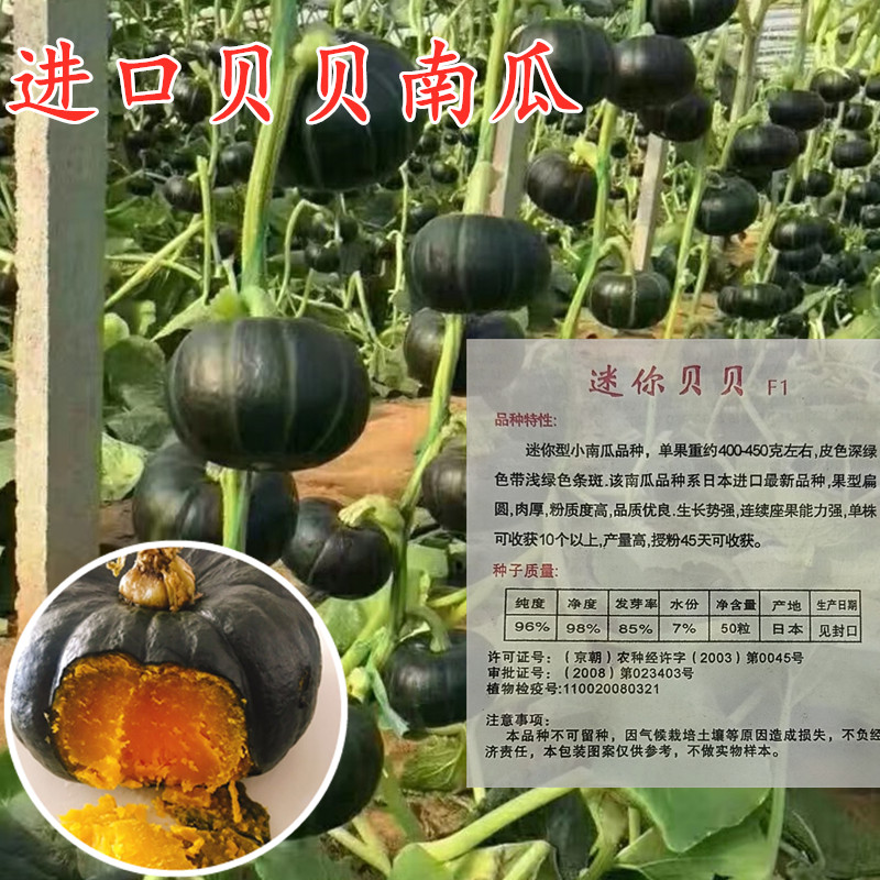 新品绿贝贝迷你小南瓜种子日本进口板栗蔬菜味粉糯惠和春秋四季种